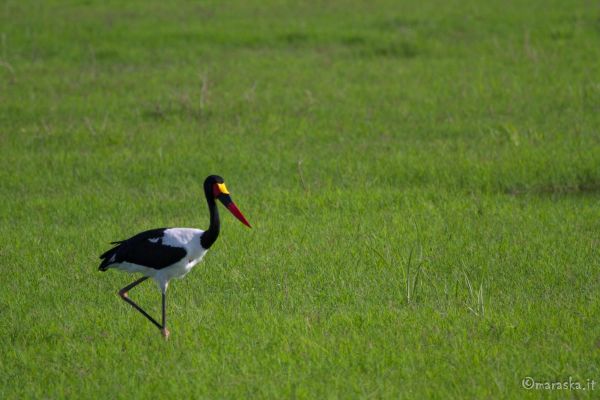 kenya-animals-birds-img-107605EA2582-7D93-EB61-53E2-E99395793EEC.jpg