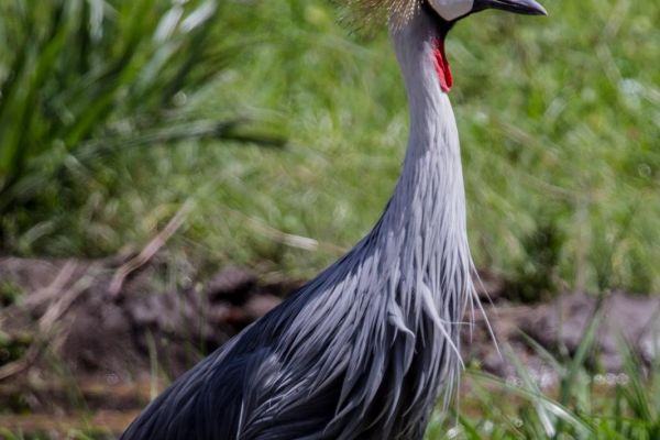 kenya-animals-birds-img-122095C22E35-214D-36A1-01D5-DBB0DDBB3F7D.jpg