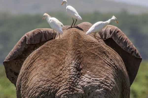 kenya-animals-elefants-img-1248B6A377CD-F536-1FDB-DD1F-16BA61368000.jpg