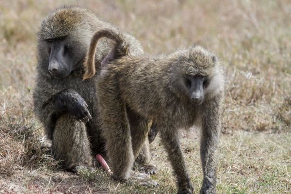 kenya-animals-monkeys-img-0273104912DB-71BD-5AC9-3398-1D21FDE96D3C.jpg