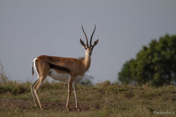 kenya-animals-ruminant-img-0174B6D99AB3-4B3E-AF10-3459-935ED2352E1B.jpg