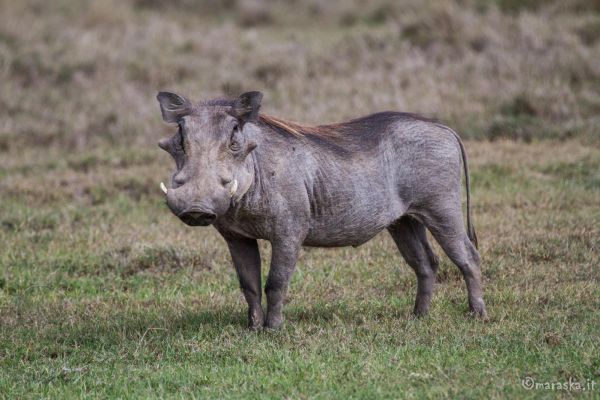 kenya-animals-ruminant-img-02637F47CC40-B032-AC8A-CC39-A05CB16B3C38.jpg