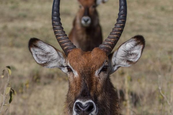 kenya-animals-ruminant-img-0338966B74AB-F988-E78A-3D86-825AD90B3051.jpg