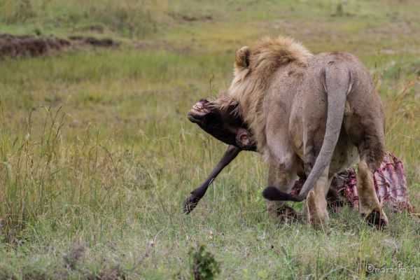 kenya-animals-simbas-img-0099E4ABCAE1-1069-25CC-56C7-0E2CDD19EAE5.jpg