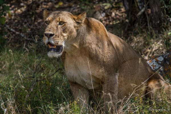 kenya-animals-simbas-img-04355448263D-EC43-0559-E07D-AB61728FC4B9.jpg