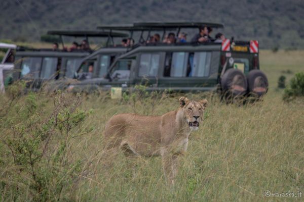 kenya-animals-simbas-img-91724127967A-98E1-F090-EF6F-490F6F825A69.jpg