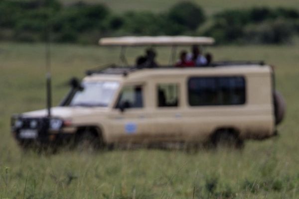 kenya-animals-simbas-img-994268D17966-D1AF-B5CF-1978-E144BF031041.jpg