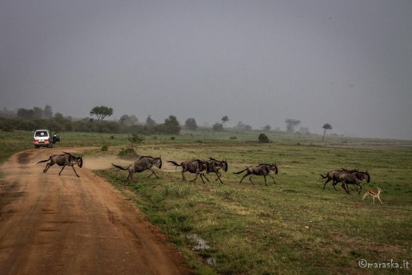 kenya-places-masaimara-img-93504AD9F62D-C2FD-0782-BCA4-DAB4CA158B87.jpg